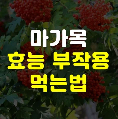 Read more about the article 마가목 효능 부작용 | 마가목 열매 나무