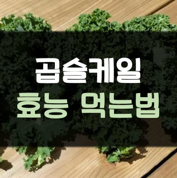 곱슬케일-효능